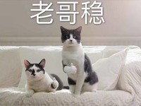 猫咪 沙发 点赞 老哥稳 讯飞