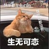 萌宠 猫星人 快乐是他们的 我什么也没有 生无可恋 搞怪 呆萌