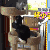 汪星人 搞笑 可爱 萌宠