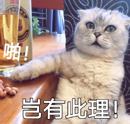 萌宠 喵星人 猫咪 饭圈 迷妹