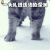 一头扎进违法的深渊 猫咪 soogif soogif出品