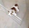 搞笑 汪星人 狗狗 可爱 萌宠