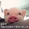 萌宠 你走吧 我妈不让我跟不爱学习的人玩 呆萌 可爱