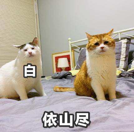 猫咪 喵星人 文字表情包 沙雕 魔性