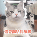 萌宠 猫咪 猫 喵星人 你只配给我舔脚 斗图