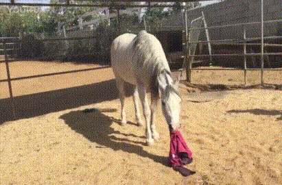 马 玩衣服 甩 玩耍