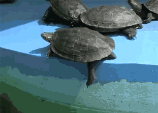 乌龟 搞笑 跳水里