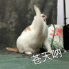 萌宠 猫星人 苍天啊 无奈 呆萌 可爱