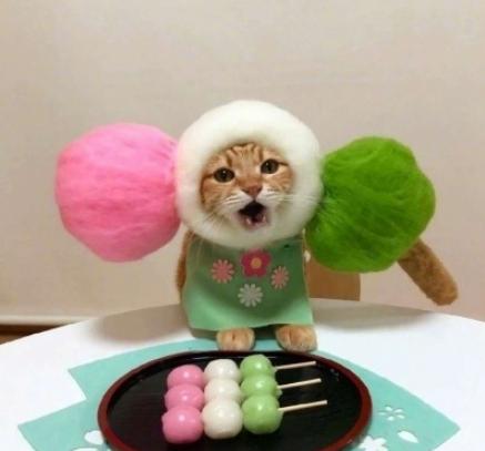萌宠 日料 可爱 猫星人 逗