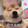 萌宠 汪星人 我闭眼啦 你快亲我 呆萌 可爱