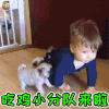 萌宠 狗 狗狗 吃鸡 小分队 来啦 soogif soogif出品