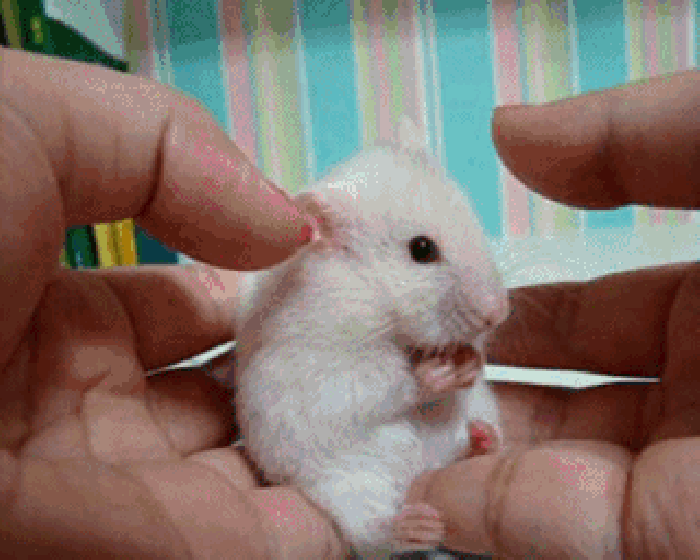 小白鼠   可爱   摸耳朵   惊讶