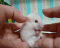 小白鼠   可爱   摸耳朵   惊讶
