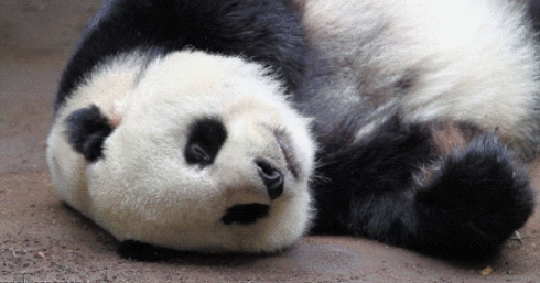 熊猫 伸舌头 搞笑 国宝