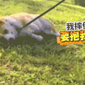 萌宠 动物 可爱