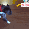 萌宠 小心翼翼 小狗 寻找