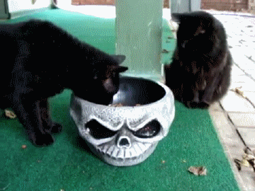 猫咪 吃货 黑色 萌宠