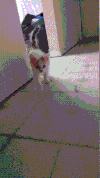 猫咪 惊吓 搞笑 可爱