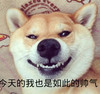 狗狗 呲牙 今天的我也是如此的帅气 卖萌