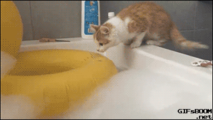 浴缸 救生圈 猫咪 掉水里