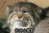 你开心就好 猞猁 眯眼睛 不开心
