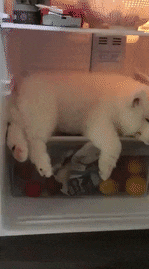 狗狗 趴着 冰箱里面 睡觉