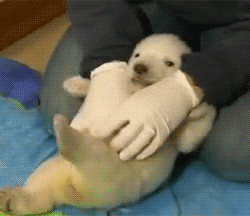 北极熊 宝宝 可爱 好痒求放过 动物
