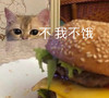 萌宠 喵星人 我不吃 我不饿 呆萌 可爱