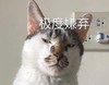 萌宠 喵星人 极度嫌弃 鄙视 搞怪 逗