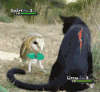 萌宠  猫咪  猫头鹰  打架  搞笑