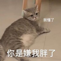 萌宠 猫星人 我懂了 你是嫌我胖了 搞怪 呆萌