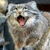 猫咪 大嘴 惊呆 呆住