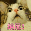 纳尼 猫 搞怪 逗
