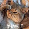 抹泪 偷偷 猫