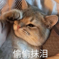 抹泪 偷偷 猫 搞怪 逗