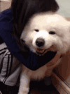 狗狗 抱着 亲热 开心