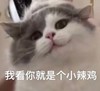 萌宠 猫星人 我看你就是个垃圾 嫌弃 呆萌 可爱