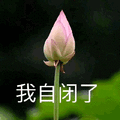 莲花 沙雕莲花 我自闭了 自闭