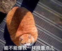 能不能像我一样稳重点 猫咪 胖乎乎 趴着