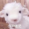 萌宠 小羊 小羊迷茫 迷惑 搞怪 呆萌