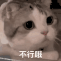 萌宠 猫星人 不行哦 拒绝 呆萌 可爱