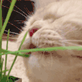 萌宠 猫星人 吃草 吃货 搞怪 逗