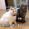 萌宠 喵星人 戴口罩 每次说戴口罩的时候 呆萌 可爱