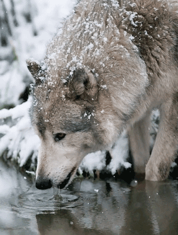 狼 眼神 喝水 有点恐怖