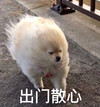 萌宠 汪星人 出门散心 散散步 搞怪 逗