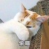 萌宠 喵星人 偷瞄 偷偷看 呆萌 可爱