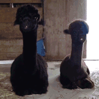 动物 可爱 吃东西