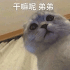 沙雕猫 猫咪 猫 可爱猫 猫表情包 猫咪表情包 小猫