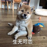 萌宠 汪星人 生无可恋 对生活失去了希望 憨憨 可爱