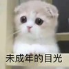 萌宠 猫星人 未成年的目光 迷茫 搞怪 呆萌